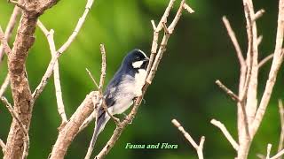 LINED SEEDEATER male vocalizing SPOROPHILA LINEOLA BIGODINHO Bird singing free in nature [upl. by Gib]