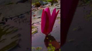 Flower reverse videography 💡 ideas 📲  shorts creative videography [upl. by Brinkema]