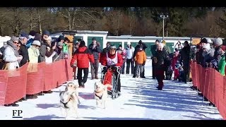 Schlittenhunderennen in Seiffen [upl. by Anauqaj]