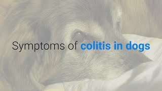 9 symptoms of colitis in dogs [upl. by Pavla]