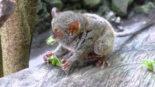 Tarsier eating lunch [upl. by Rexanna]