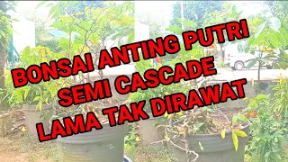 Program ulang bonsai Anting Putri semi Cascade [upl. by Daegal852]