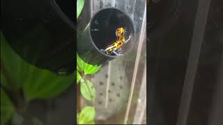 Ranitomeya imitator male amp female caring for tadpole dartfrog frog [upl. by Euseibbob]