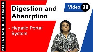 Digestion and Absorption  NEET  Hepatic Portal System  Neela Bakore Tutorials [upl. by Rowney]