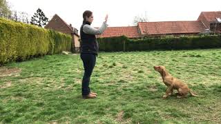 Sit stay puppy gundog  5 months old  Wauniago Fowler [upl. by Judah]