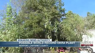 Possible world record okra plant in Carteret County [upl. by Sancho360]