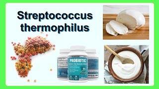 Streptococcus thermophilus [upl. by Ttej]