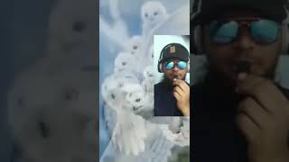 White Owl flying on baby facts mrpetsgalaxy comedyfilms mrpet funny [upl. by Doak]