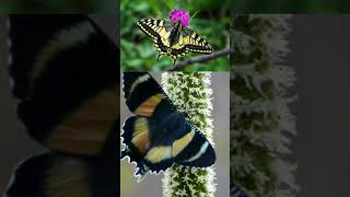 Camouflage and Mimicry The Moth That Mimics The Swallowtail Butterfly [upl. by Llekram]