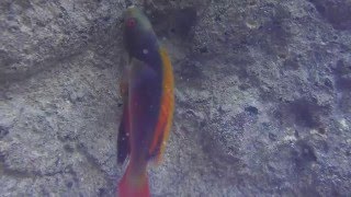 Scotts Fairy Wrasse [upl. by Hakym]