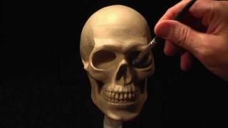 Sculpting a Human Skull in Claypart3 of 3 [upl. by Ardnekal94]