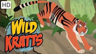 Wild Kratts  Explore India  Kids Videos [upl. by Arratoon]