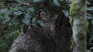 Most Convincing Bigfoot Encounters Caught on Camera [upl. by Llecrad]