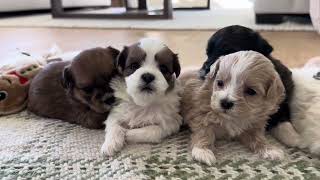 Our Shichon Puppies at 3 weeks StonyRidge Puppy Winter Litters [upl. by Pandolfi]