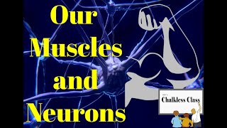 MUSCLES AND NEURONS [upl. by Nedi]