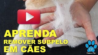 APRENDA A REMOVER O SUBPELO EM CÃES COM A ESCOVAÇÃO DICA 1 [upl. by Houlberg]