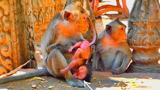 God help nowWhy is mother monkey ALIKA do like that with her baby monkey ALIS [upl. by Dumah]