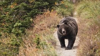 Grizzly bear encounter in Glacier National Park  Andy Davidhazy Canon EOS R5 amp 70200mm f28 [upl. by Falconer]