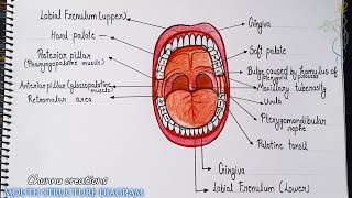 Mouth structure diagramमुँह संरचना How to draw mouth structure diagram [upl. by Griffy]