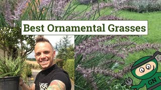 Best Ornamental Grasses for Gardens amp Planting guide [upl. by Suchta473]