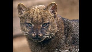 Ottar The Tiny Creature You Should Fear  Mysterious Secrets of the Jaguarundi Cat [upl. by Nazay271]