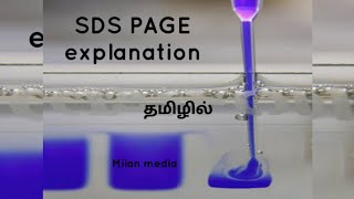 SDS PAGE  Gel electrophoresis  separation of protein  Tamil  Milan media [upl. by Ledah]