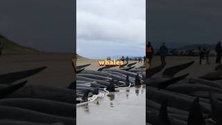 Pilot whales stranded Why 160 whales stranded on Australian Beach [upl. by Danae]