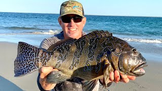 GIANT HAWKFISH Catch Clean and Cook BlueGabe Style in Mexico [upl. by Jagir]