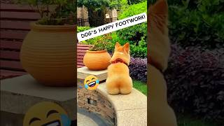 🐶 Dogs Being Dog Gone Hilarious Part 45 🐾😂 funny [upl. by Westbrooke]