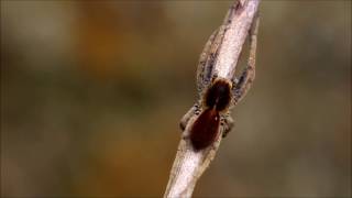 Ctenus sp  Ctenidae  The wandering spider [upl. by Pendleton]