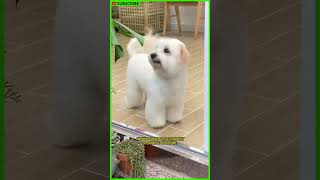 Coton de Tulear The Dog You Need to Know shorts [upl. by Borrell]