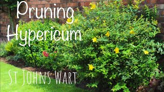 Pruning Hypericum Hidcote shrub St Johns Wart cutting back UK how to [upl. by Elliot]