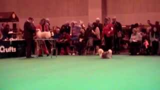 Crufts 2015  Havanese [upl. by Ayatan]