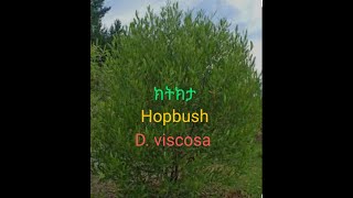 Ethiopian Plants  ክትክታ  Dodonaea viscosa [upl. by Ludwigg]