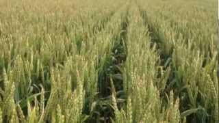 MZURI Wheat Drill Update and Disease Assessment [upl. by Yrroc]