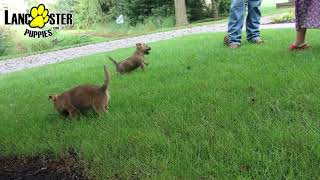 Friendly Cairn Terrier Puppies [upl. by Neenwahs]