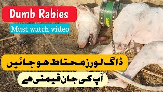 Dumb Rabies In Dogs  kutte Ko Rabies ki Alamaat  Paralysis In Dogs Treatment [upl. by Torbert]