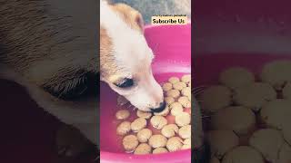 Baby dog cute puppy barking 4kviral shorts puppy sound dogshorts shihtzupuppies viralshorts [upl. by Artiek936]