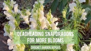 Deadheading Snapdragons for more Blooms 🌱 Crochet Garden Repeat [upl. by Priebe132]