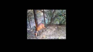 Trail 1  15 1124  Beautiful Barking Deer [upl. by Monti]