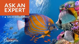 The Secret Life of the Great Barrier Reef [upl. by Patten]