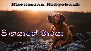 Everything About Rhodesian Ridgeback Sinhala  රොඩේෂියන් රිජ්බැක් ගැන හැමදේම [upl. by Wit568]