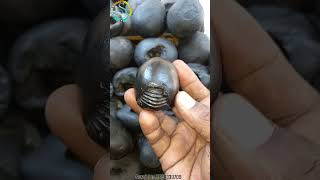 Gandaki river shaligram  aniruddha shaligram shila shorts short shortsfeed [upl. by Angus710]