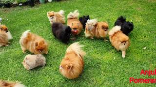 Pomeranian puppies playing in the garden  Anjula Pomeranians Toy Poms [upl. by Estevan750]