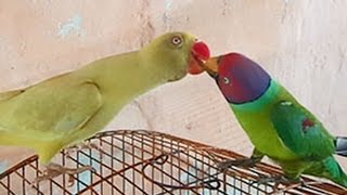 Plum Headed Parrot Feeding One Another  Wild Life Creatures [upl. by Itsrejk]