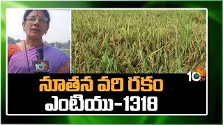 నూతన వరి రకం ఎంటియు1318  MTU 1318 Paddy Variety  Matti Manishi  10TV News [upl. by Cohbath86]