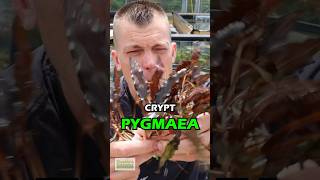 🚨NEW CRYPT🚨 RED CRYPTOCORYNE PYGMAEA Aquarium Plant For Sale [upl. by Cathee]