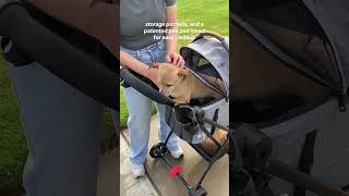 Traveling with pets made even BETTER at Petiquecom🐾💚 petstroller pettravel dogs dogstroller [upl. by Sammy127]