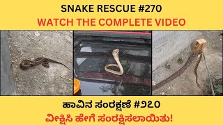 SNAKE RESCUE 270 [upl. by Aerdnaek]