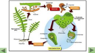 la reproduction sexuée des plantes sans fleurs  la fougère [upl. by Nathalie]